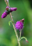 IMG_6867
