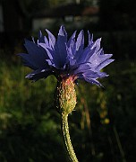 IMG_4792