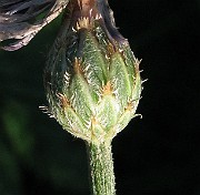 IMG_4795