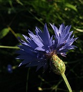 IMG_4796