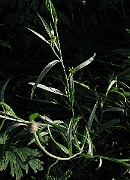 IMG_4801