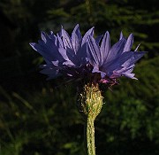 IMG_4805
