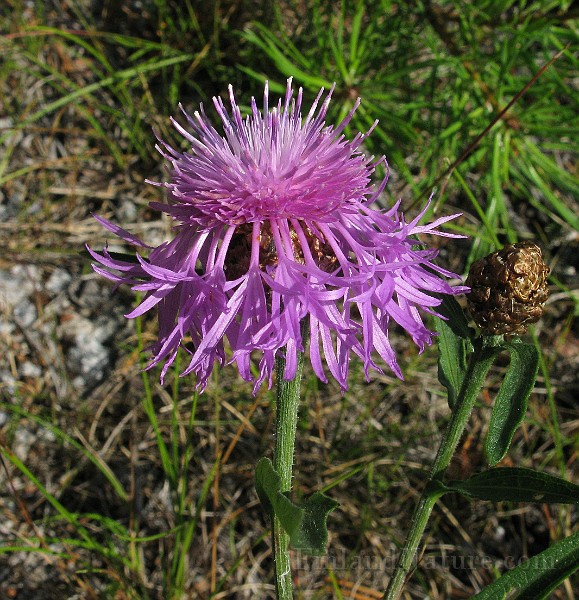 IMG_4439.jpg