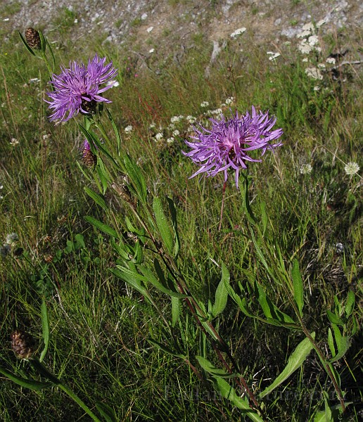 IMG_7800.jpg