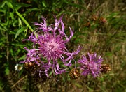IMG_0090