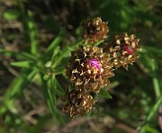 IMG_0092