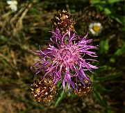 IMG_0093
