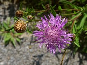 IMG_0096