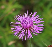 IMG_0268
