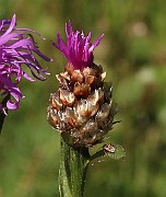 IMG_0988