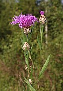 IMG_0991