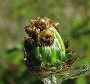 IMG_4186