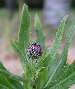 IMG_0338