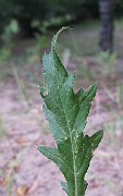 IMG_0339