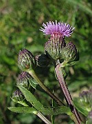 IMG_6211