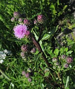 IMG_6216