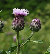 IMG_6296