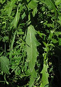 IMG_7976