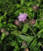 IMG_7978