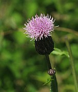 IMG_7991