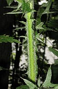 IMG_3530