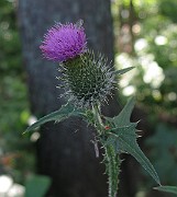 IMG_3532