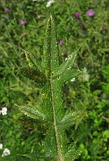 IMG_3644