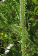IMG_3646