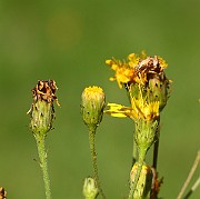 IMG_1705