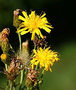 IMG_1711