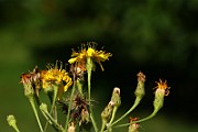 IMG_1713