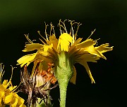 IMG_1713s