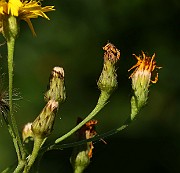 IMG_1714