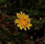 IMG_1667