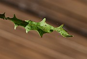 IMG_1674