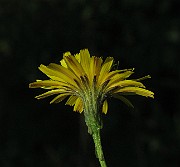 IMG_2441