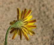 IMG_2550