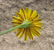 IMG_2554