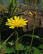 IMG_4462