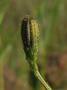 IMG_4463