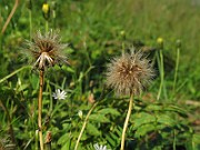 IMG_4464