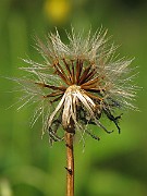 IMG_4465