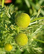 IMG_5812
