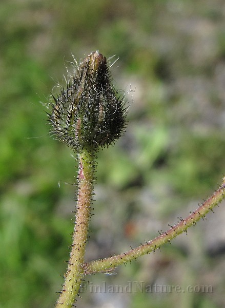 IMG_7653.JPG