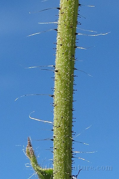 IMG_7657.JPG