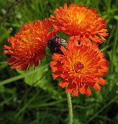 Hieracium_aurantium4