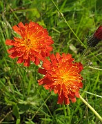 Hieracium_aurantium7