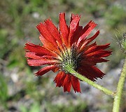 IMG_7655