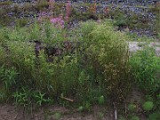 IMG_0177