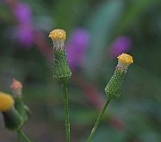 IMG_0182